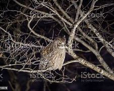 Nama Ilmiah Burung Hantu